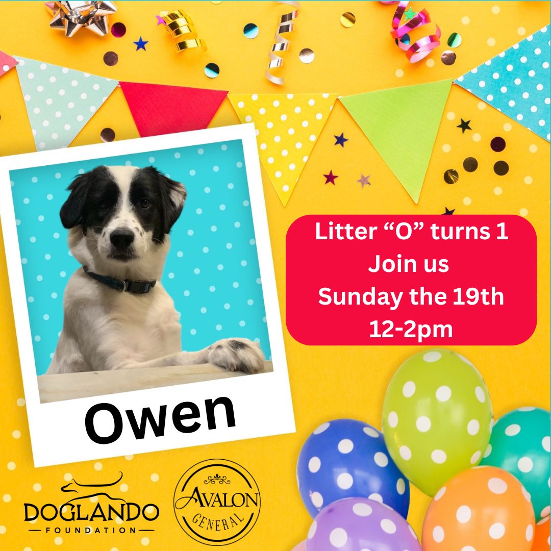 Owen's Birthday Pawty